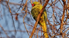 Psittacula krameri