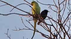Sturnus vulgaris