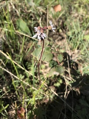 Lithophragma glabrum