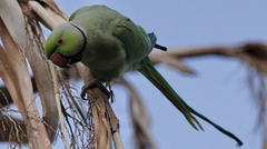 Psittacula krameri