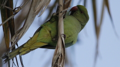 Psittacula krameri