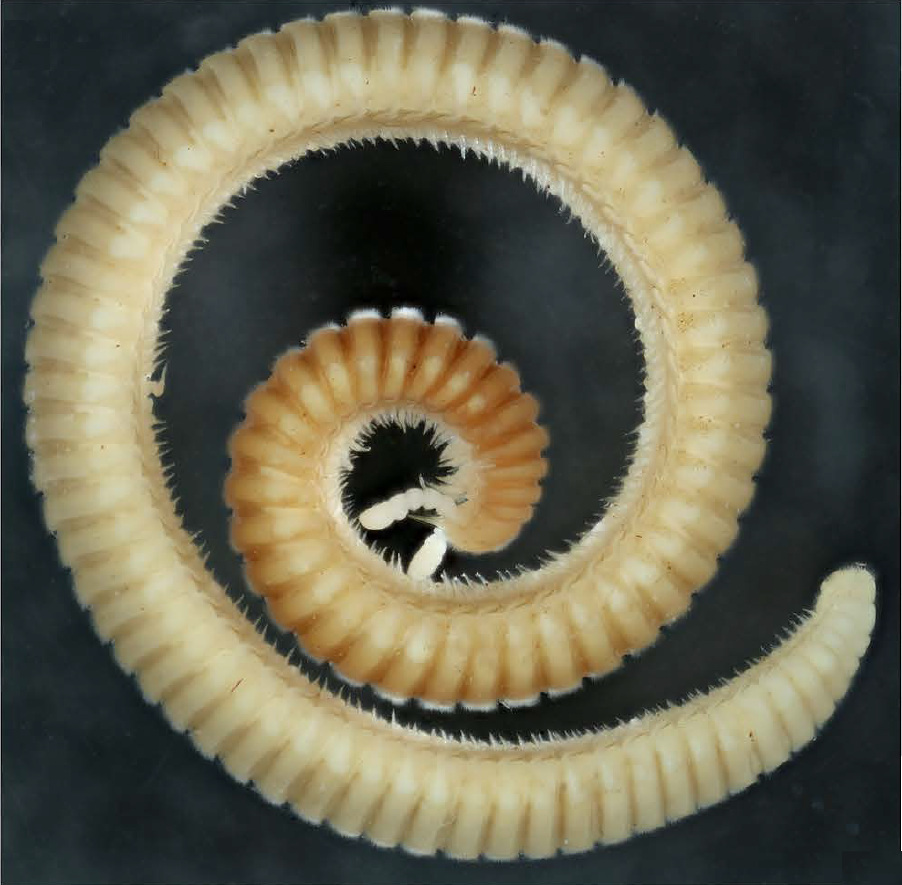 Siphonophoridae