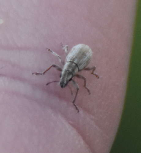 Alfalfa Curculio photo 4