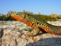 Podarcis melisellensis