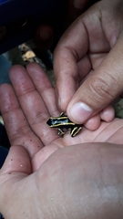 Dendrobates truncatus
