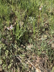 Lithophragma glabrum