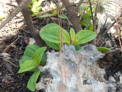 Miconia bicolor