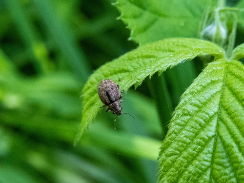 Strophosoma erinaceus