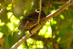 Micropternus brachyurus