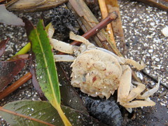 Cyrtograpsus angulatus