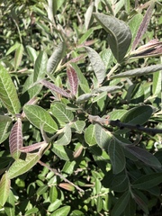 Salix breweri