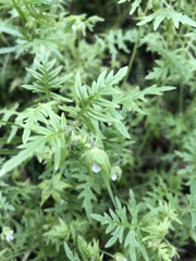 Ellisia nyctelea