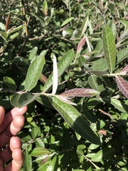 Salix breweri