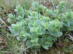 Hylotelephium telephium