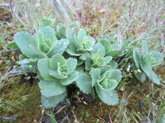 Hylotelephium telephium