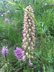 Orchis × bergonii