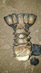 Sagmariasus verreauxi