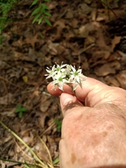 Allium cuthbertii
