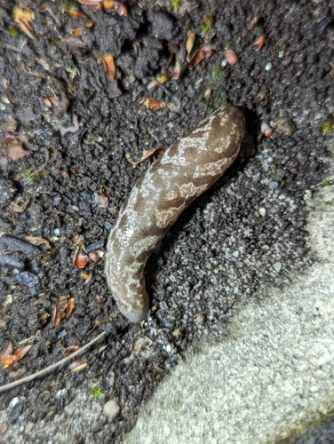 Blotchy Mantleslug
