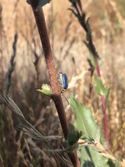 Trirhabda flavolimbata