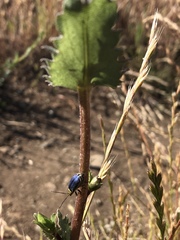 Trirhabda flavolimbata