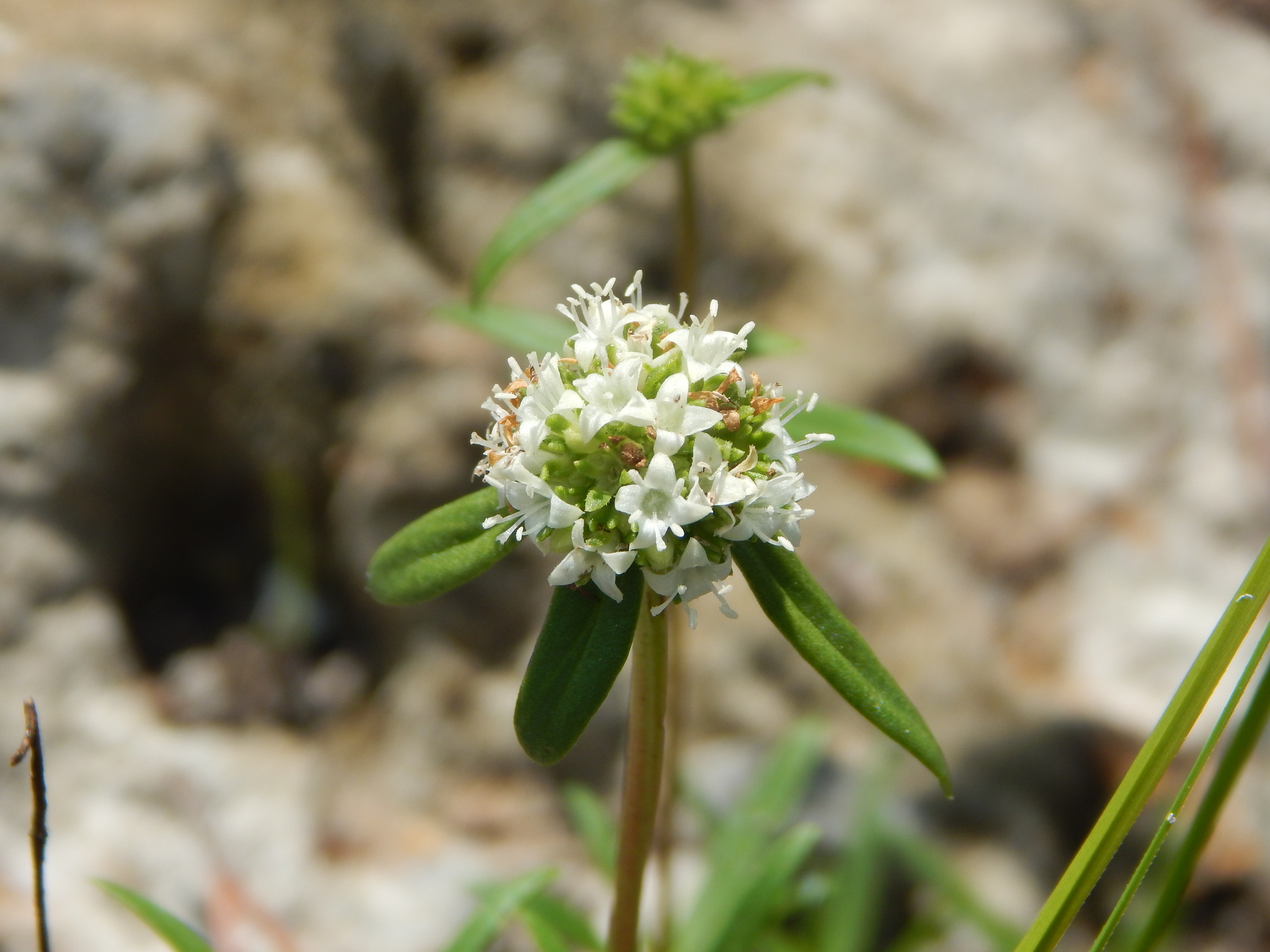 Spermacoce neoterminalis
