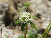 Everglades Key False Buttonweed - Photo (c) Lydia Cuni, some rights reserved (CC BY-NC-ND), uploaded by Lydia Cuni