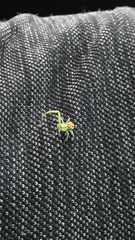 Misumessus oblongus