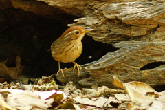 Pellorneum ruficeps