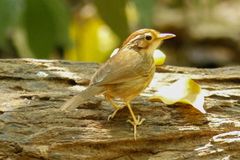 Pellorneum ruficeps
