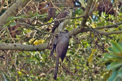 African Goshawk (Aerospiza tachiro), photo 10