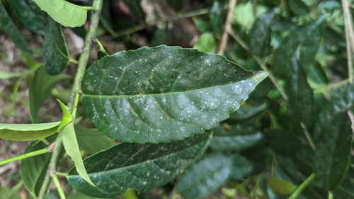 Ilex guayusa, photograph 4
