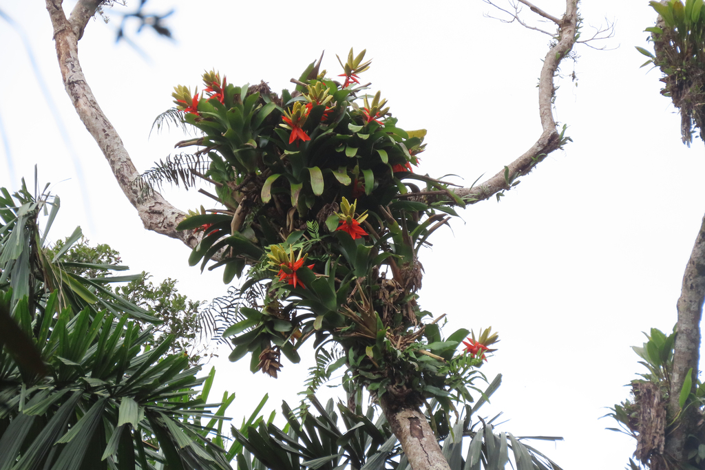 Aechmea romeroi (Aechmea romeroi)