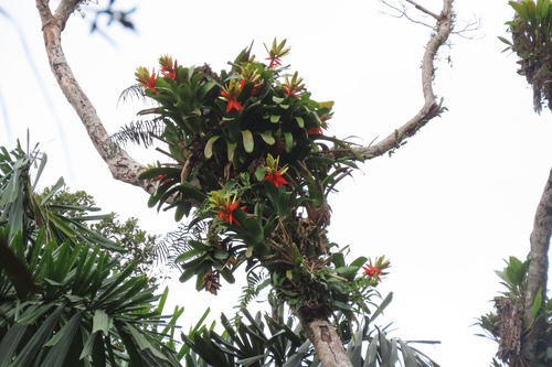 Aechmea romeroi (Aechmea romeroi)