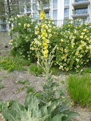 Verbascum speciosum