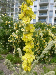 Verbascum speciosum