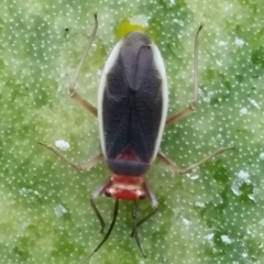 Hesperolabops gelastops