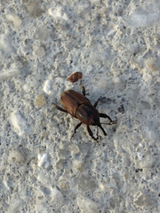 Sphenophorus venatus