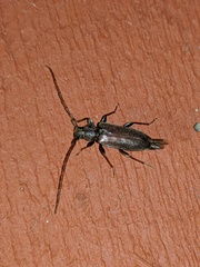 Opsimus quadrilineatus