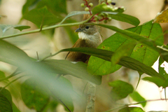 Alophoixus ochraceus