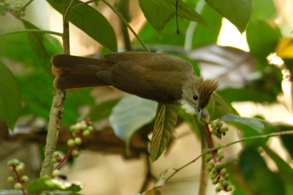 Ochraceous Bulbul