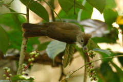 Alophoixus ochraceus