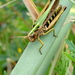 Common Green Grasshopper - Photo (c) Zdeňka Nováková, some rights reserved (CC BY-NC), uploaded by Zdeňka Nováková