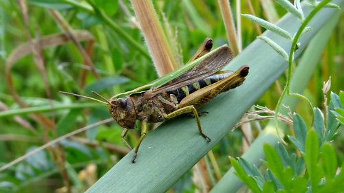 Common Green Grasshopper