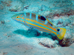 Puddingwife Wrasse photo 1