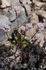 Eriogonum nortonii