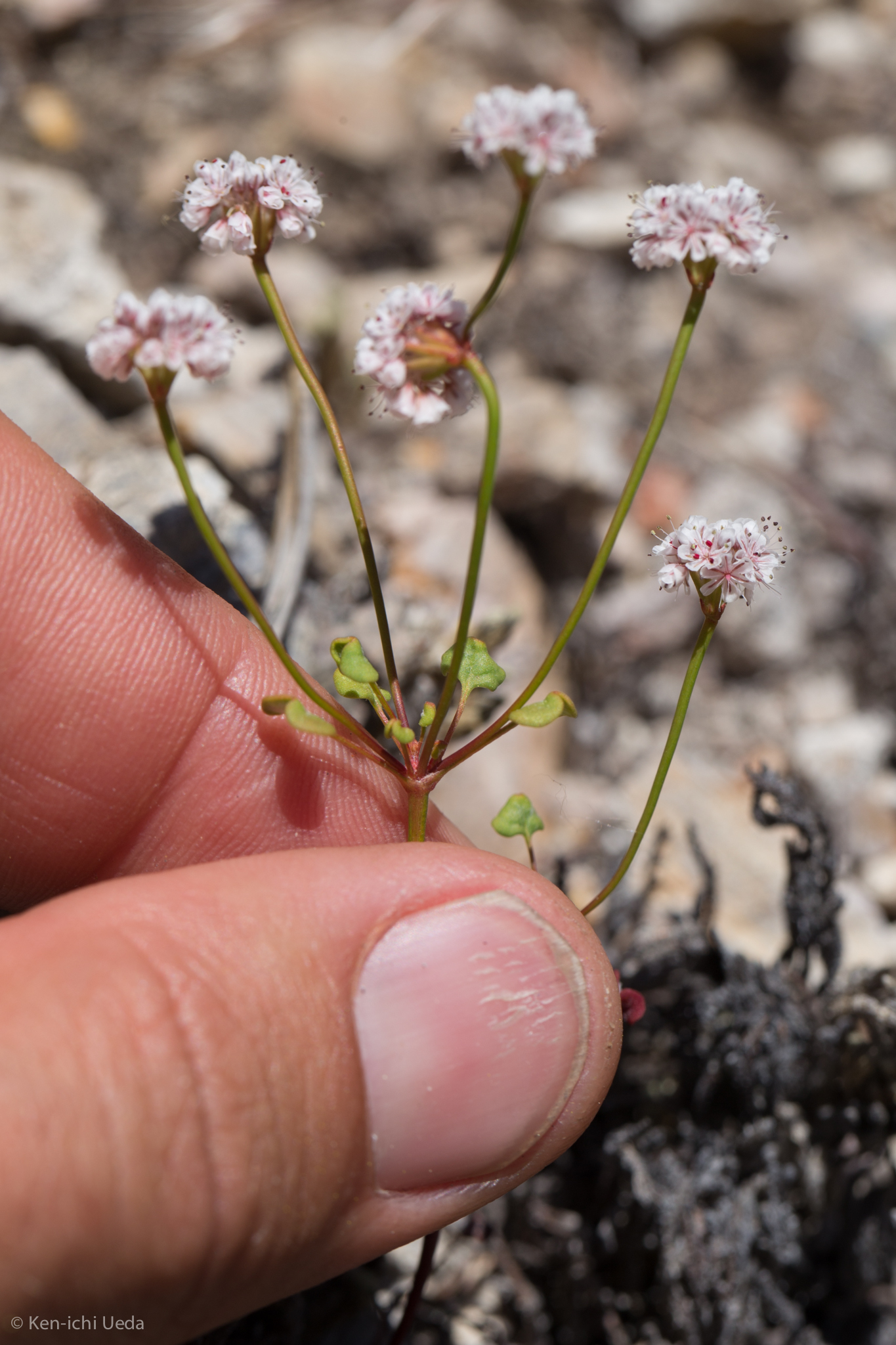 Eriogonum nortonii