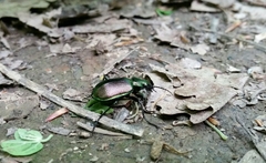 Calosoma inquisitor
