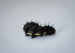 Nymphalini