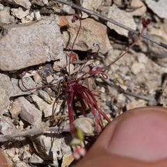 Eriogonum nortonii